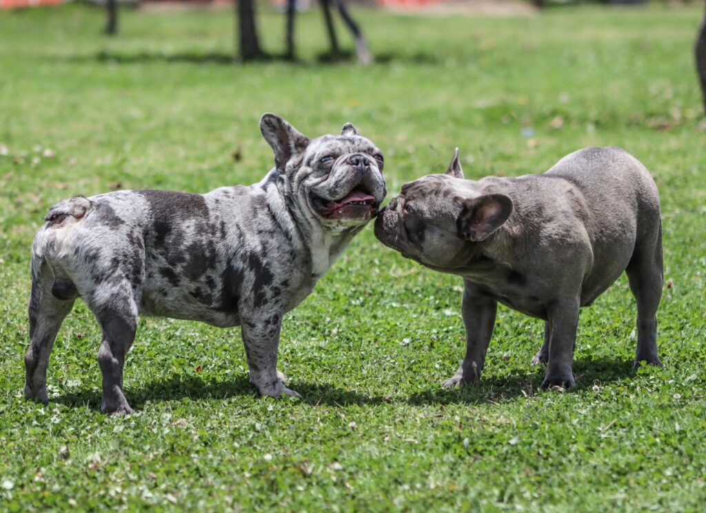 fluffy French Bulldog vs. Standard French Bulldog