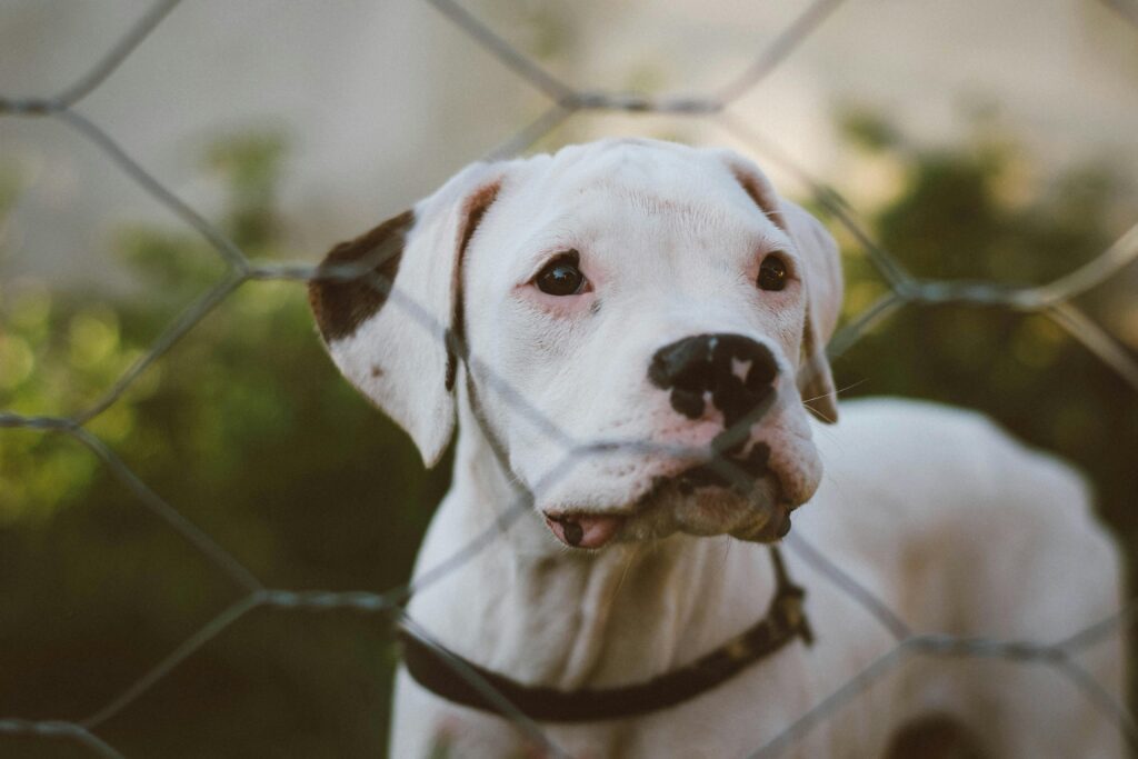 Deafness White Boxer Dog