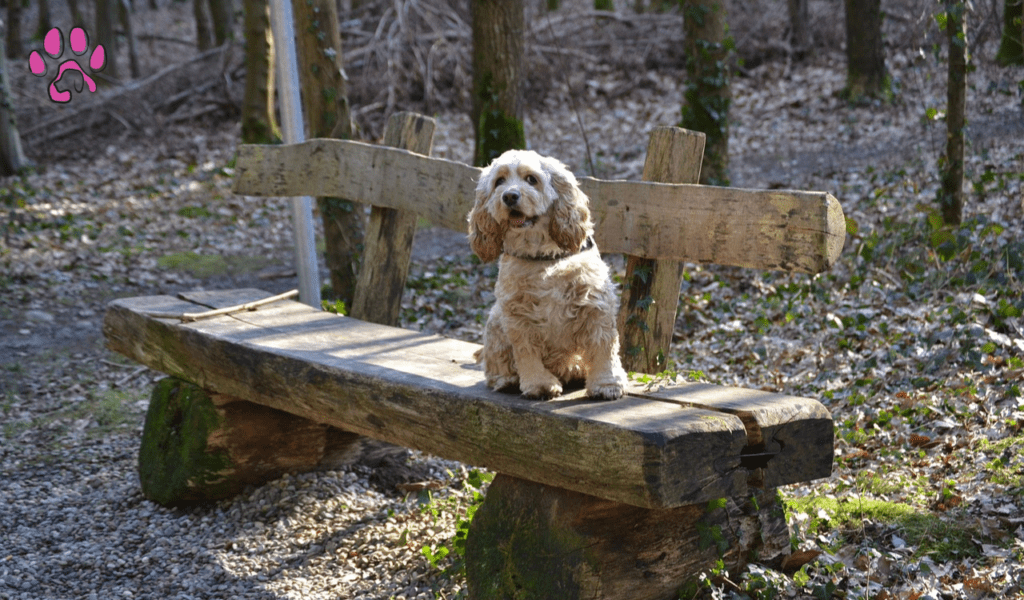 Cocker Spaniel Pekingese Mix