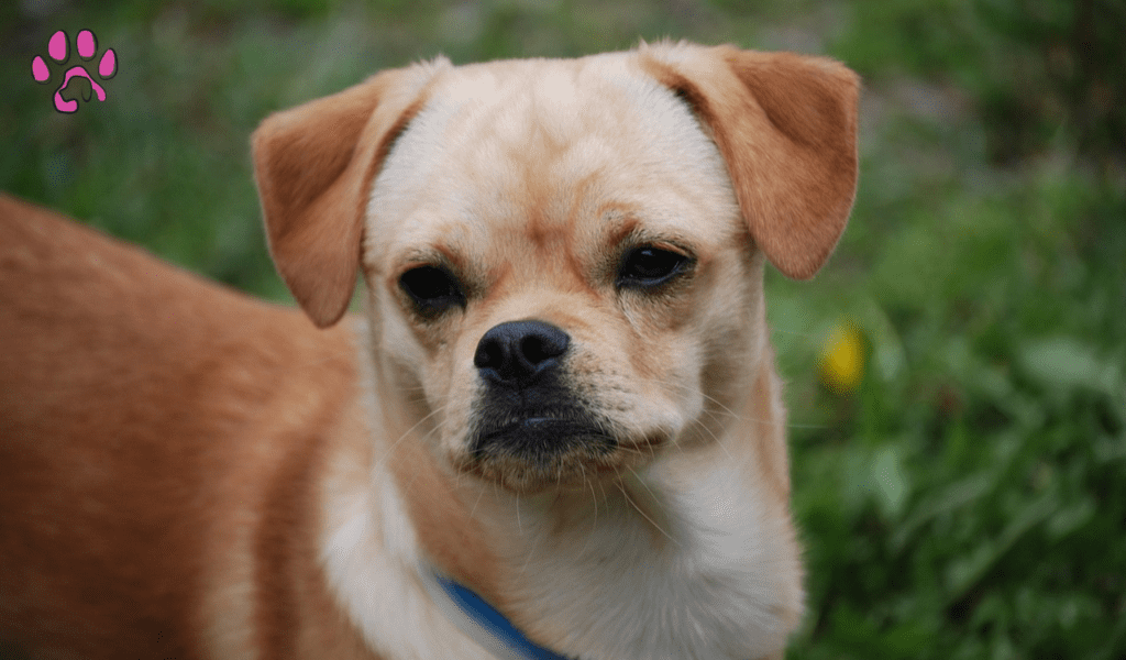 Pekingese Dachshund Mix