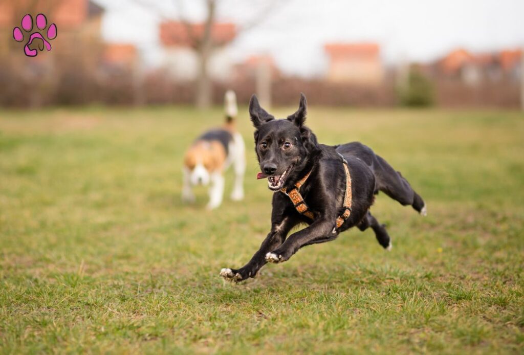 Great Dane Chihuahua mixes existence and it’s rarity