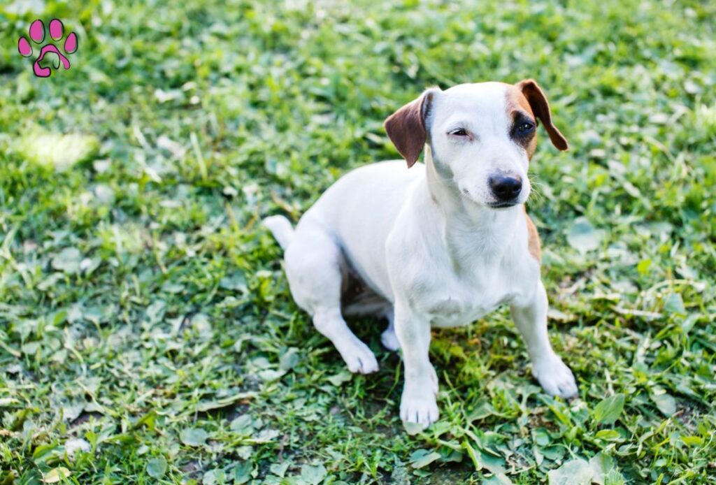 Great Dane Chihuahua Mixes