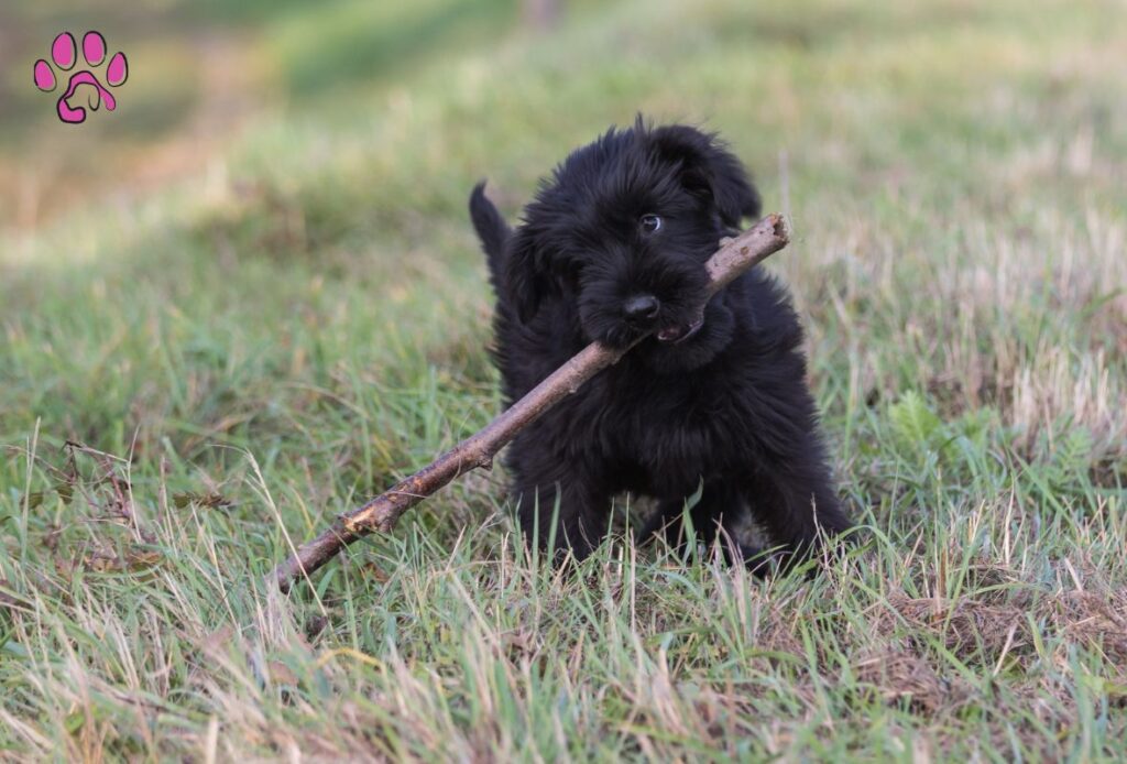 Intelligence Makes Black Havanese Ideal for Dog Sports