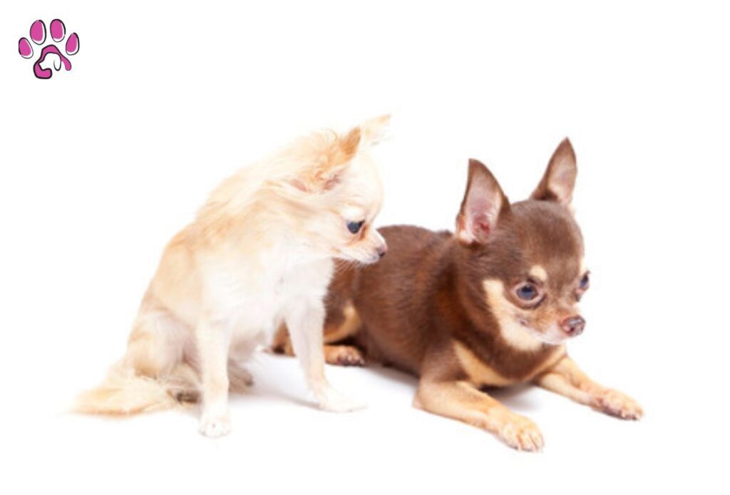 Makes Merle Chihuahuas