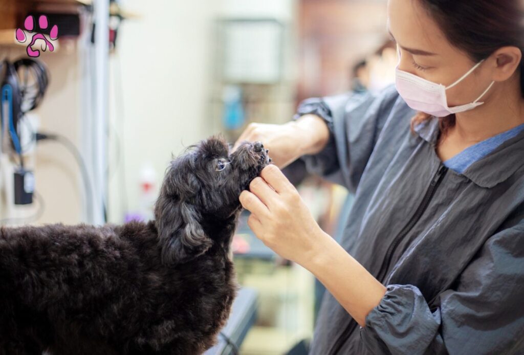 Black Havanese Grooming