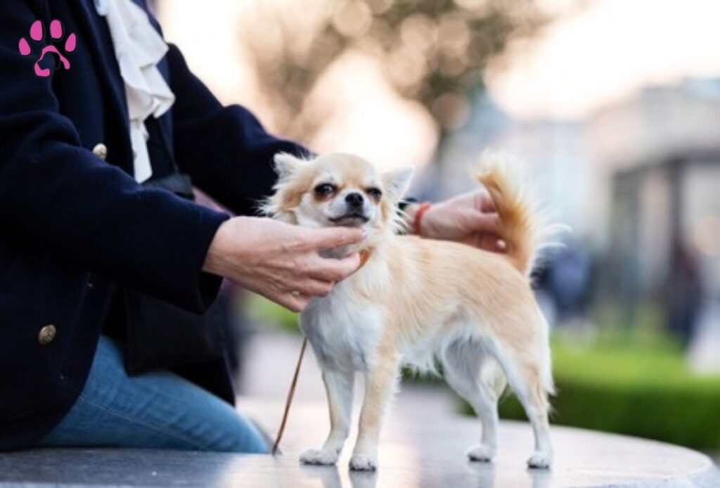 Makes Merle Chihuahuas Grooming 