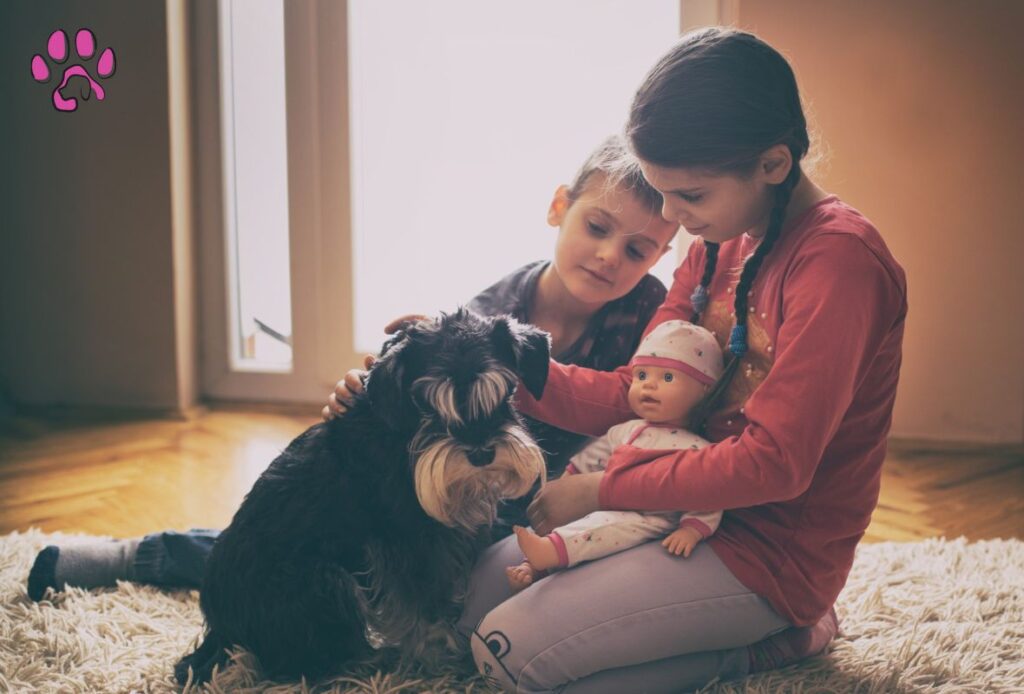 Black Havanese  Are Extremely Affectionate and So