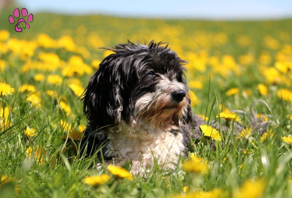 Black Havanese