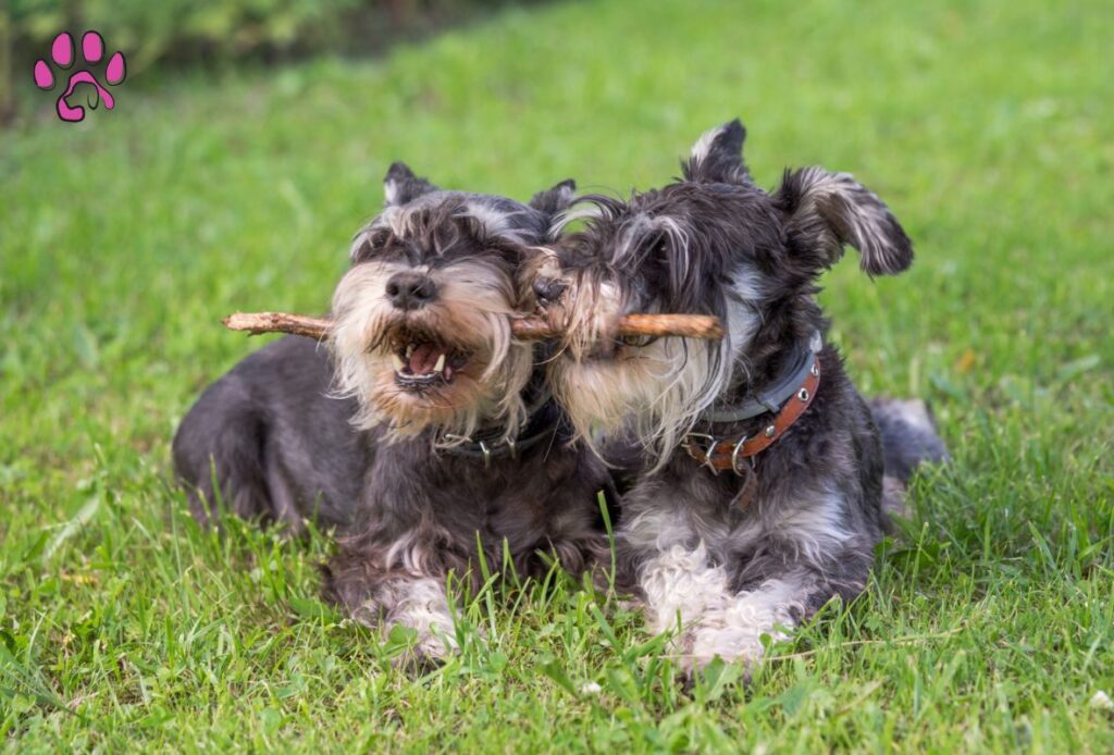  Black Havanese Has a Long Lifespan for a Small Dog