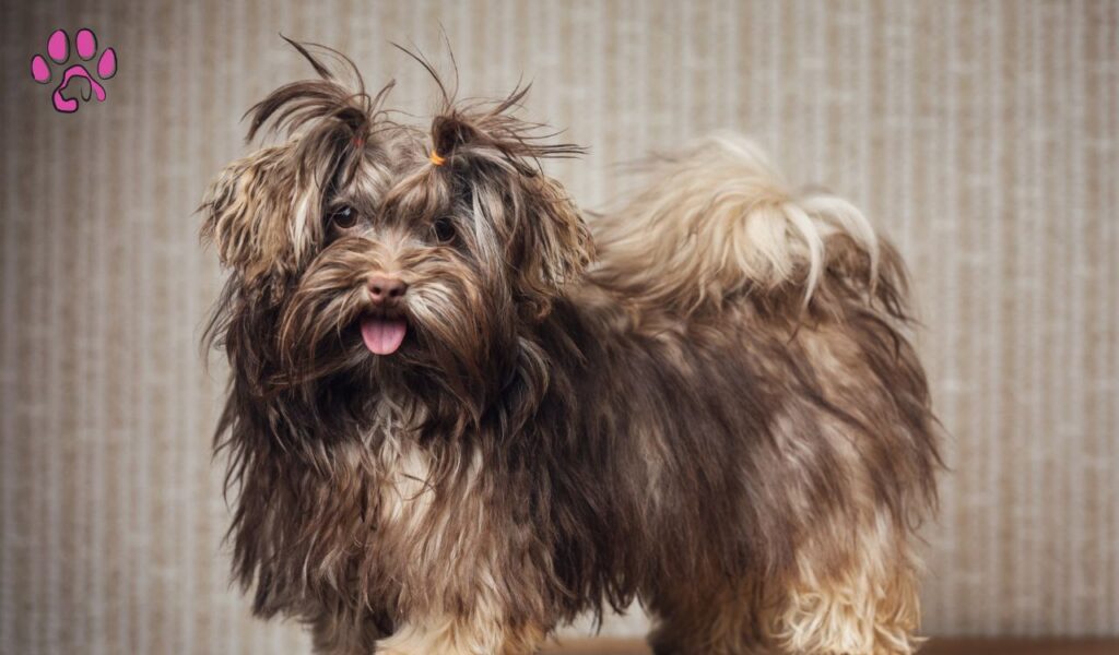 Soft, Silky Coat of the Chocolate Havanese