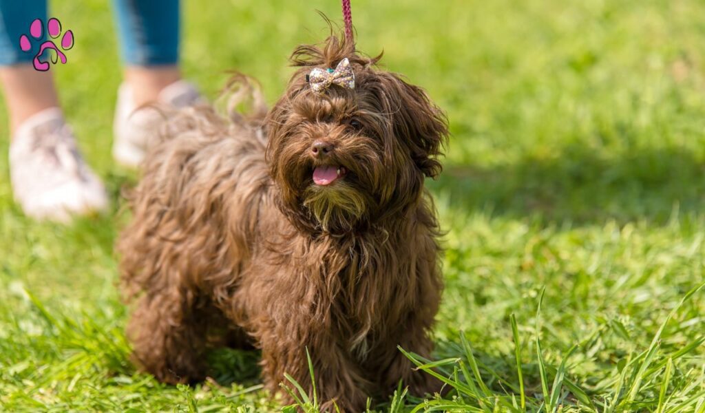 Average Lifespan of a Chocolate Havanese