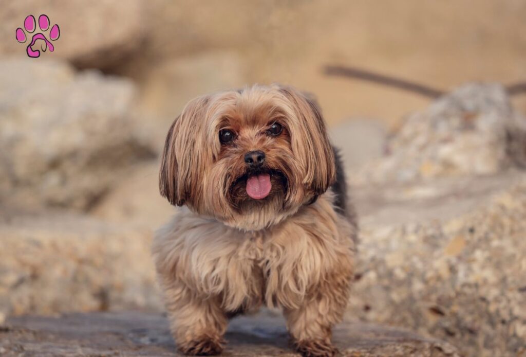  Chocolate Havanese Smart Are