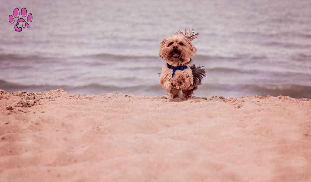 hocolate Color Havanese dogs are known for their love of attention