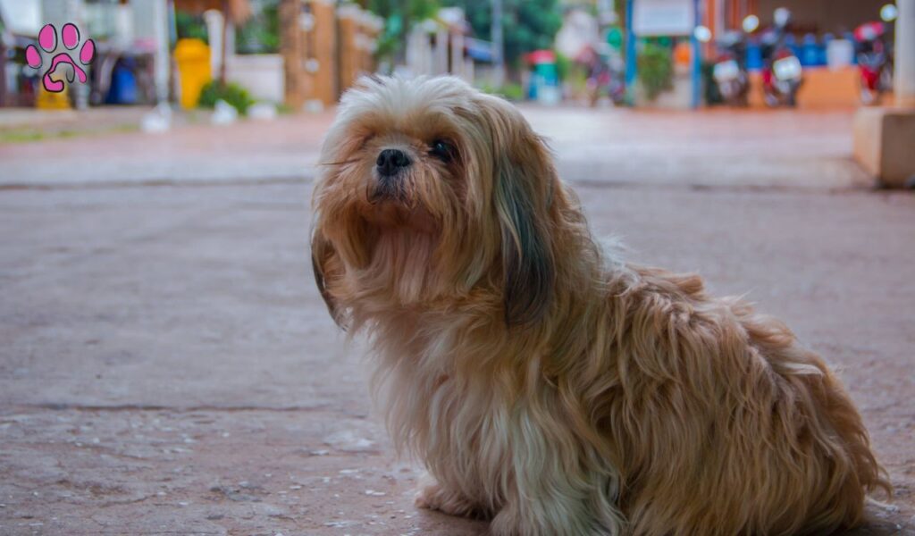 Chocolate Havanese