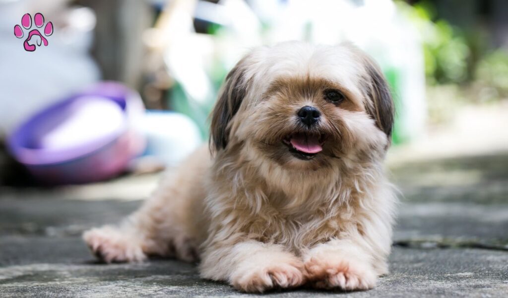 The Chocolate Havanese is a loving, playful, and intelligent dog that makes a wonderful companion for any family. 