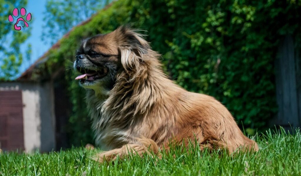  Pekingese Chihuahua Mix