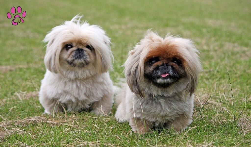 Pekingese Shih Tzu Mix