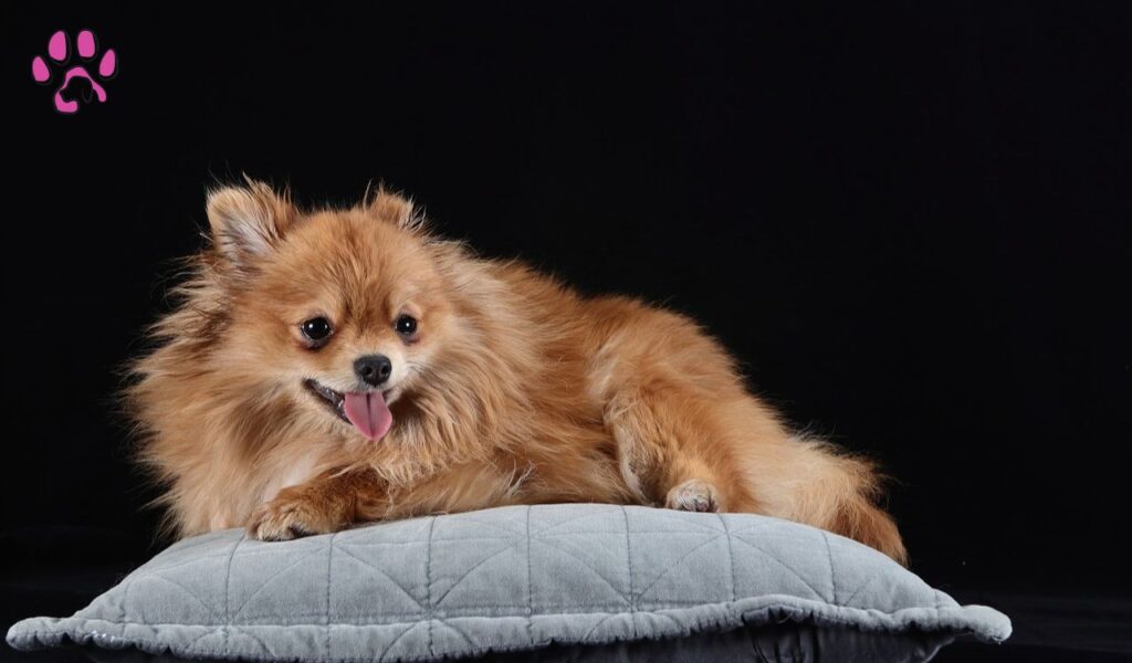 Pekingese Pomeranian Mix