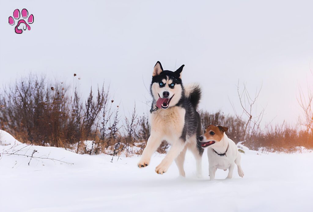 The Utonagan dog is a remarkable breed that brings together strength, beauty, intelligence, and loyalty.