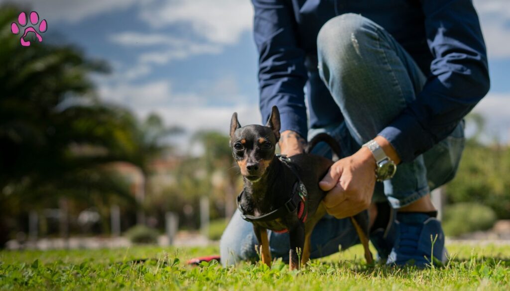 Caring for Your Black Chihuahua