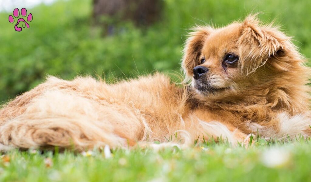 Pekingese Terrier Mix