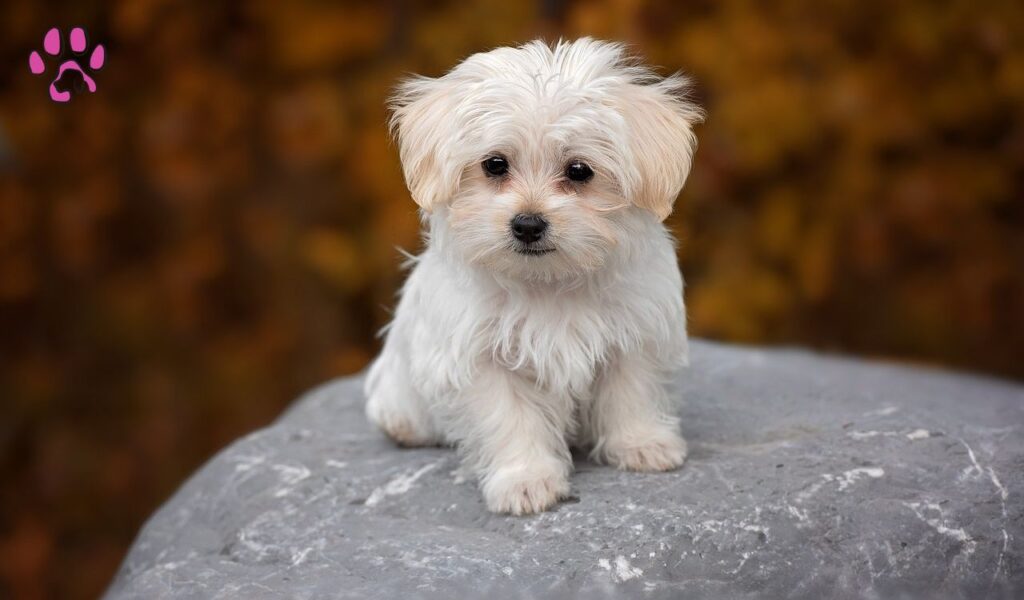 Maltese Pekingese Mix