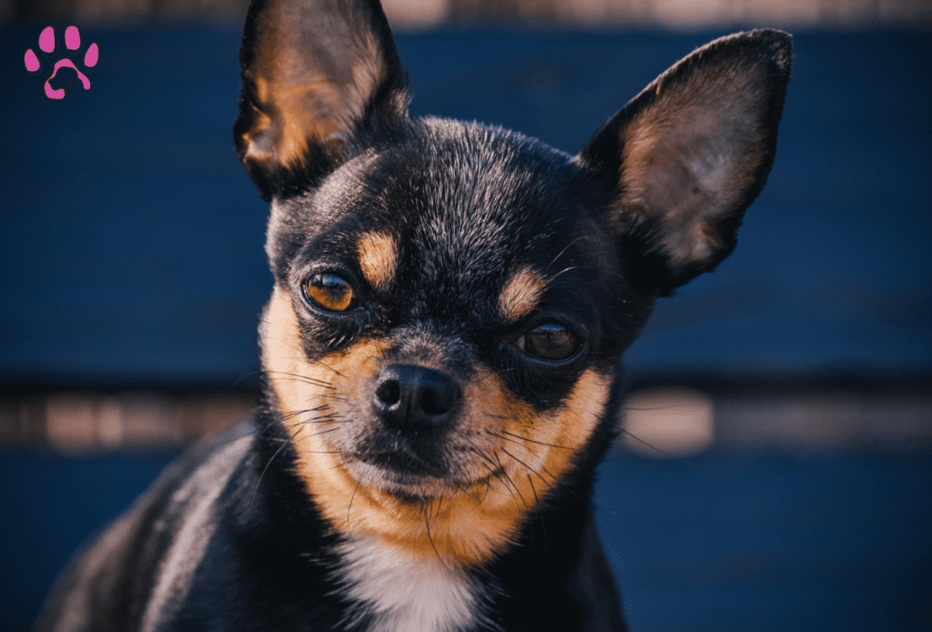 Black Chihuahuas Black Color Chihuahuas Are So Confident