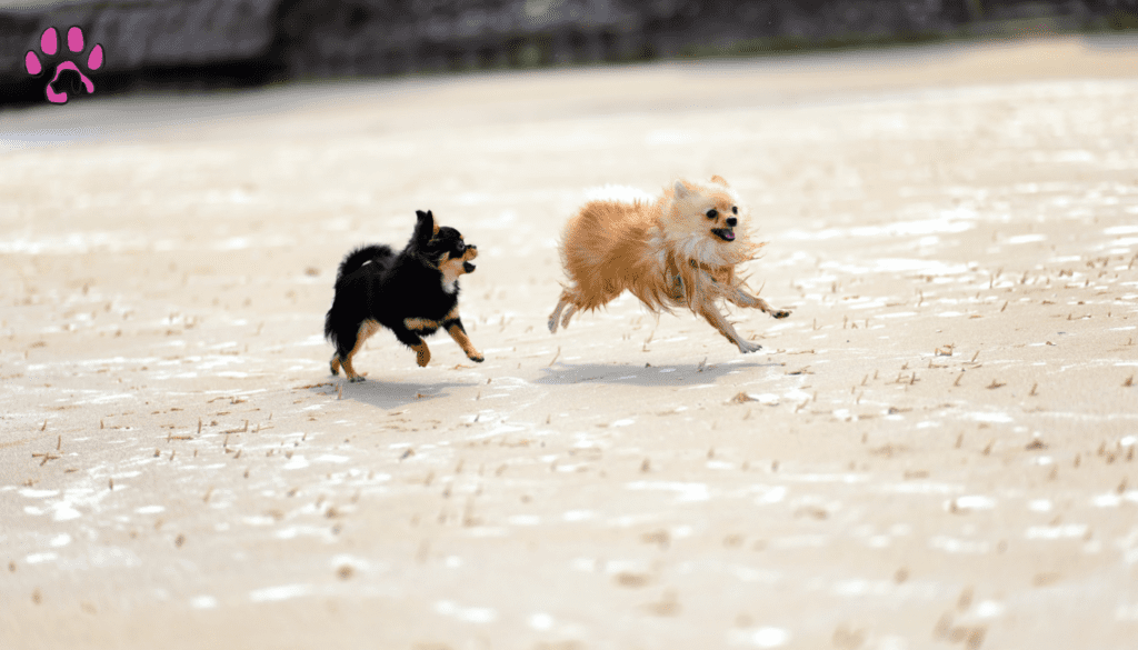 Health and Longevity of Black Chihuahuas are Playing