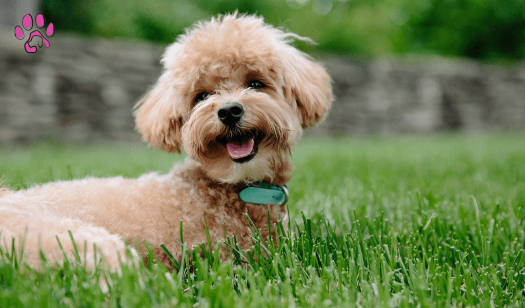 Pekingese Poodle Mix