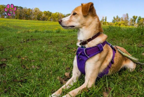 Dog Harness.