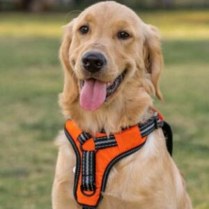 Dog Harness.