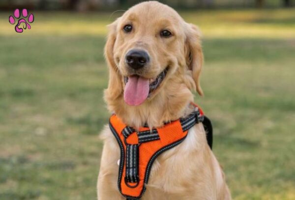 Dog Harness.