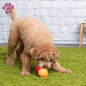 Squeaky Dog Toys. Soft Squeak Balls for Dog.